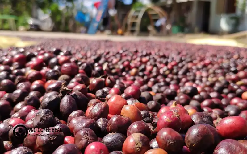 Quy trình thu hoạch cà phê Robusta 100% trái chín - cà phê chín đỏ: 