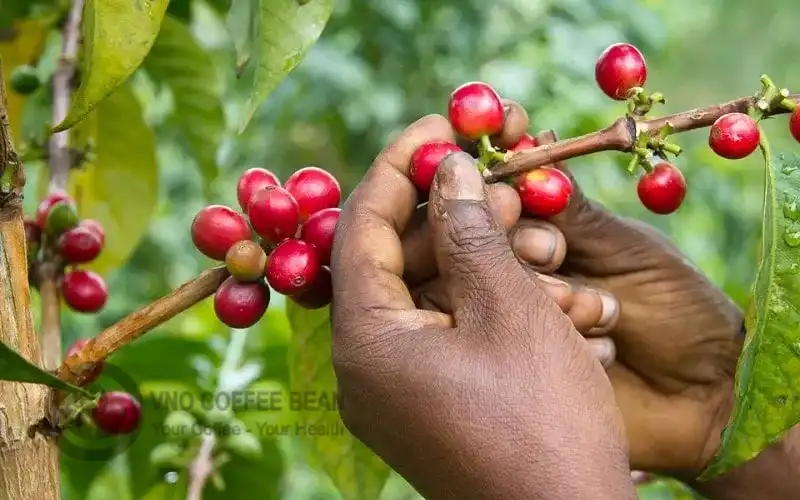 Thực hành trồng cà phê Arabica bền vững