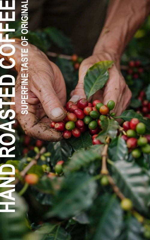 VNO COFFEE BEAN - PHAND ROASTED COFFEE