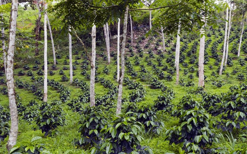 canh tác thuận tự nhiên